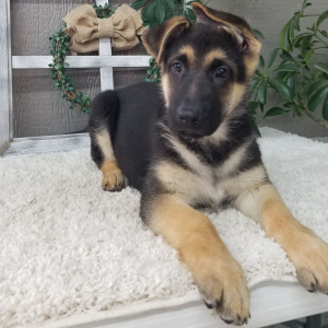 German Shepherd Dog Puppy Taylor