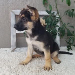 German Shepherd Dog Puppy Taylor