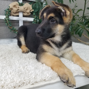 German Shepherd Dog Puppy Taylor