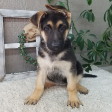 German Shepherd Dog Puppy Taylor
