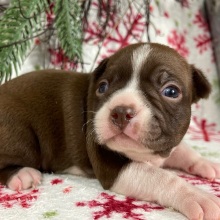 Boston Terrier Puppy Harper