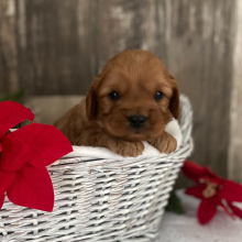Cavapoo Puppy Karson