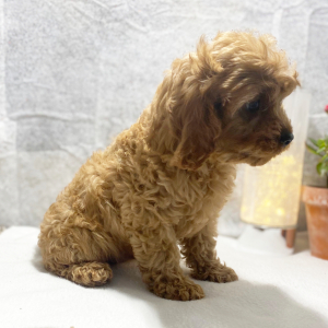 Cavapoo Puppy Karson