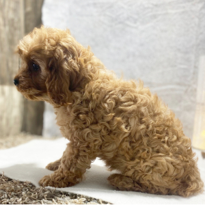 Cavapoo Puppy Karson