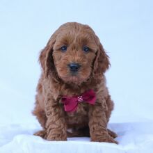 Goldendoodle Puppy Brad
