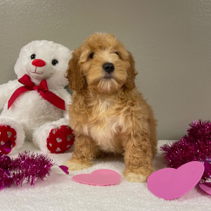 Goldendoodle Puppy Allyson