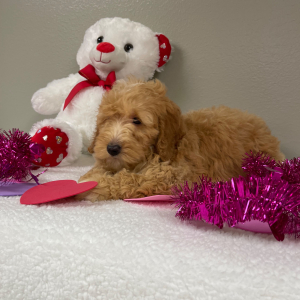 Goldendoodle Puppy Allyson