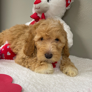 Goldendoodle Puppy Allyson