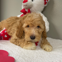 Goldendoodle Puppy Allyson