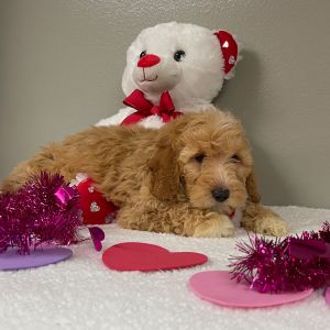 Goldendoodle Puppy Allyson