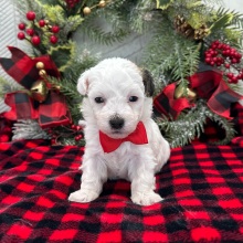 Havanese Puppy Charles