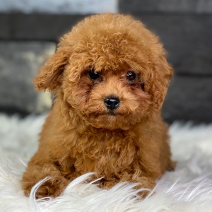 Poodle Puppy Jolie