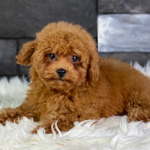 Poodle Puppy Jolie