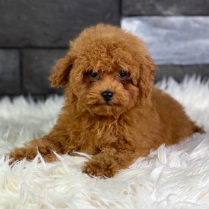 Poodle Puppy Jolie
