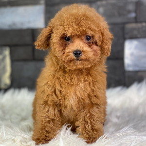 Poodle Puppy Jolie