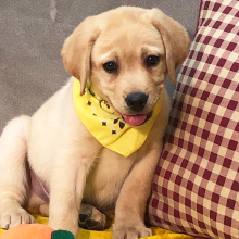 Labrador Retriever Puppy Audit