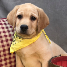Labrador Retriever Puppy Audit