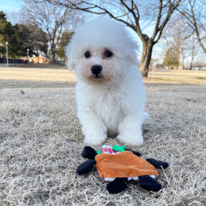 Bichon Frise Puppy Sam