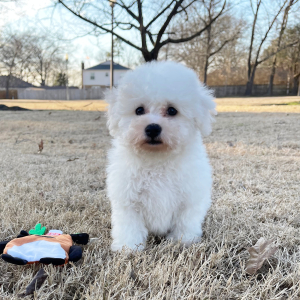 Bichon Frise Puppy Sam