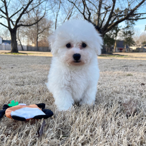 Bichon Frise Puppy Sam