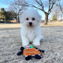 Bichon Frise Puppy Sam