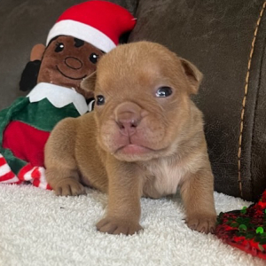 Bulldog Puppy Brodie B