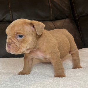Bulldog Puppy Brodie B