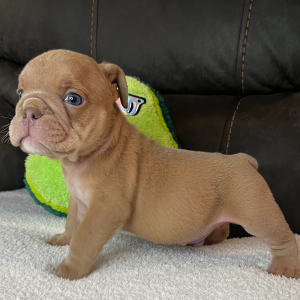 Bulldog Puppy Brodie B