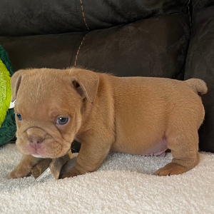 Bulldog Puppy Brodie B