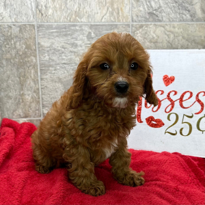 Cavapoo Puppy Cleo