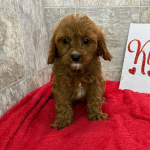 Cavapoo Puppy Cleo
