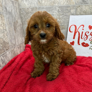 Cavapoo Puppy Cleo