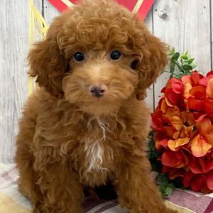Poodle Puppy Hank