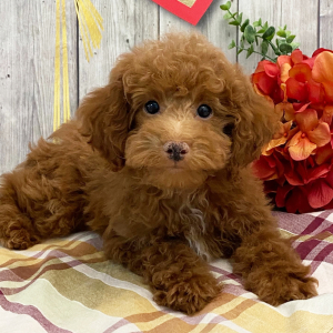 Poodle Puppy Hank