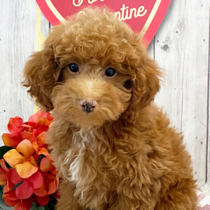 Poodle Puppy Hank