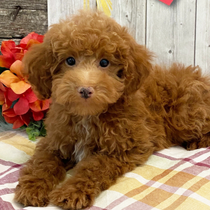 Poodle Puppy Hank