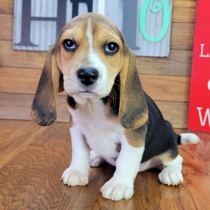 Beagle Puppy Mack