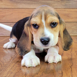 Beagle Puppy Mack