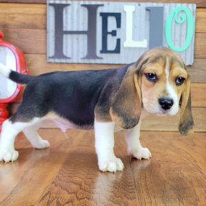 Beagle Puppy Mack
