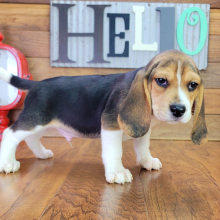 Beagle Puppy Mack