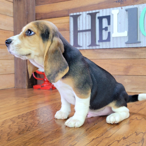 Beagle Puppy Mack