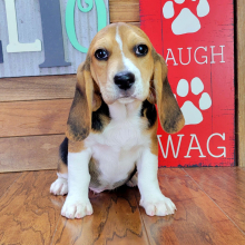 Beagle Puppy Mack