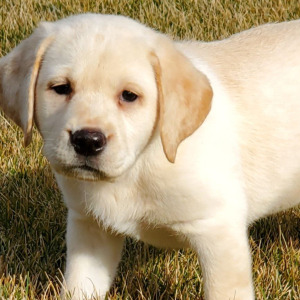 Labrador Retriever Puppy Britney