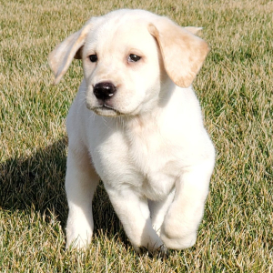 Labrador Retriever Puppy Britney