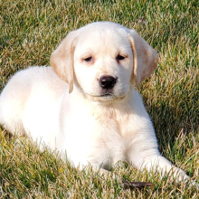 Labrador Retriever Puppy Britney