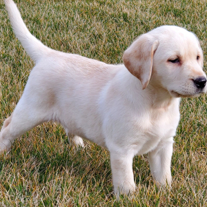 Labrador Retriever Puppy Britney