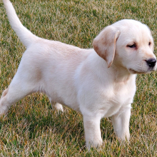 Labrador Retriever Puppy Britney