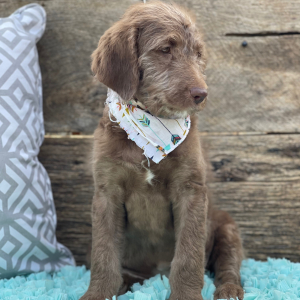 Labradoodle Puppy Noel