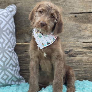 Labradoodle Puppy Noel