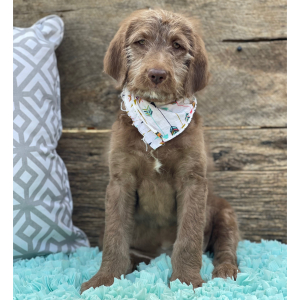 Labradoodle Puppy Noel